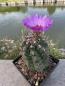 Preview: Thelocactus bicolor